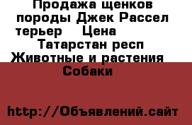 Продажа щенков породы Джек Рассел терьер  › Цена ­ 25 000 - Татарстан респ. Животные и растения » Собаки   